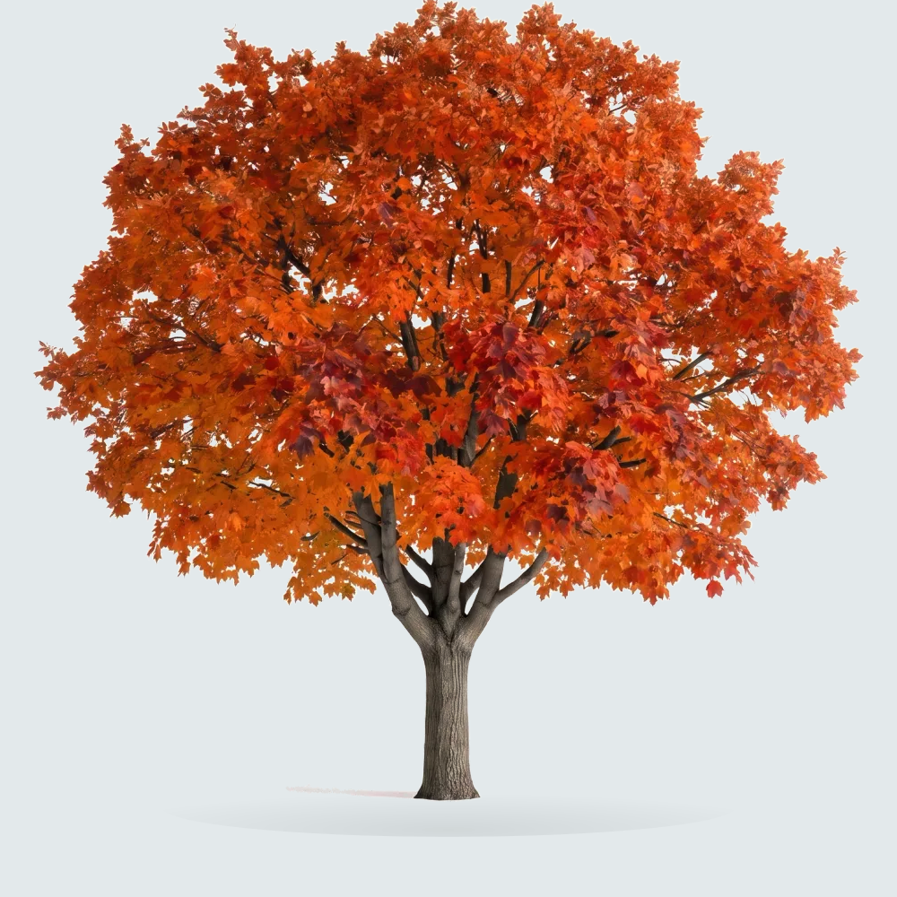 Tree #00309