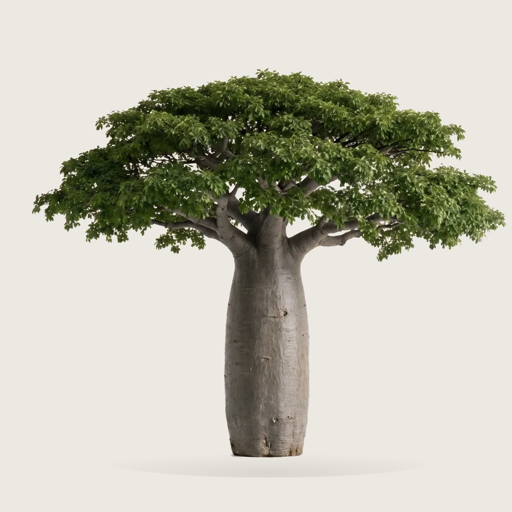 Tree #00310