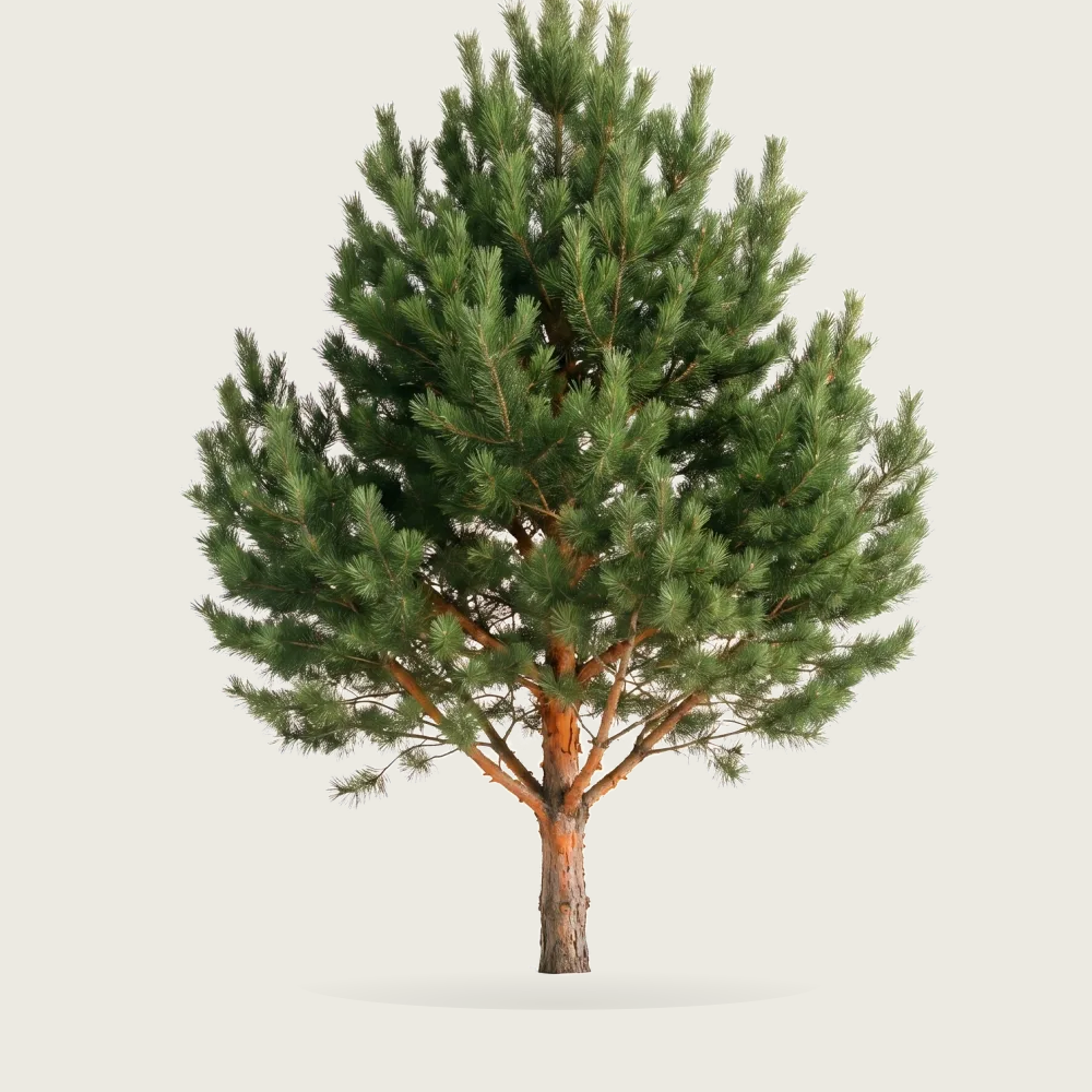 Tree #00032 — Pine