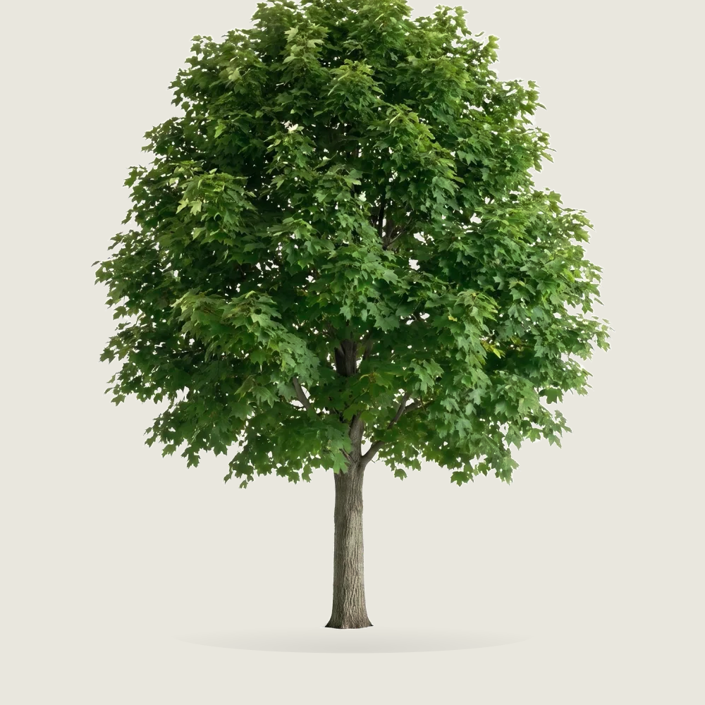 Tree #00311