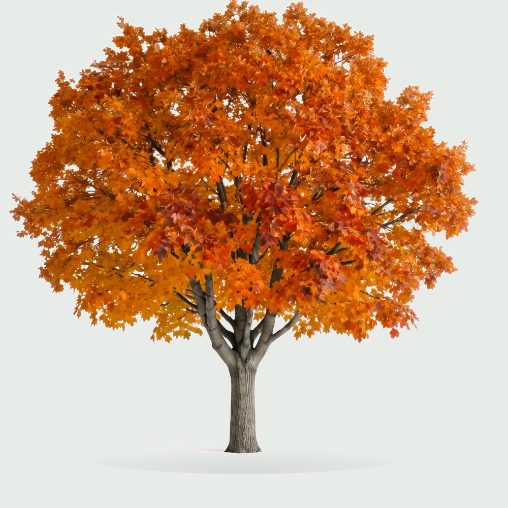 Tree #00312