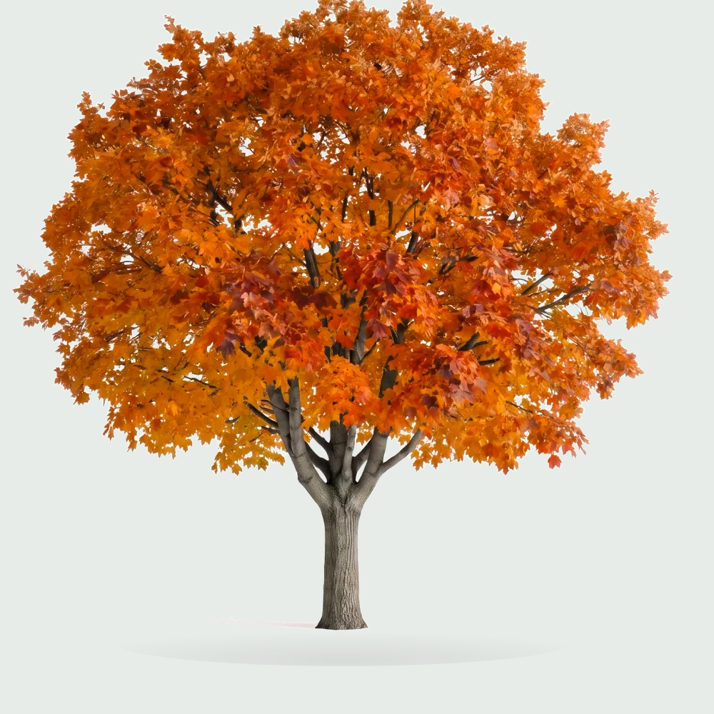 Tree #00314
