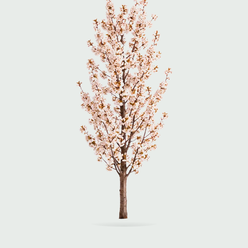 Tree #00315