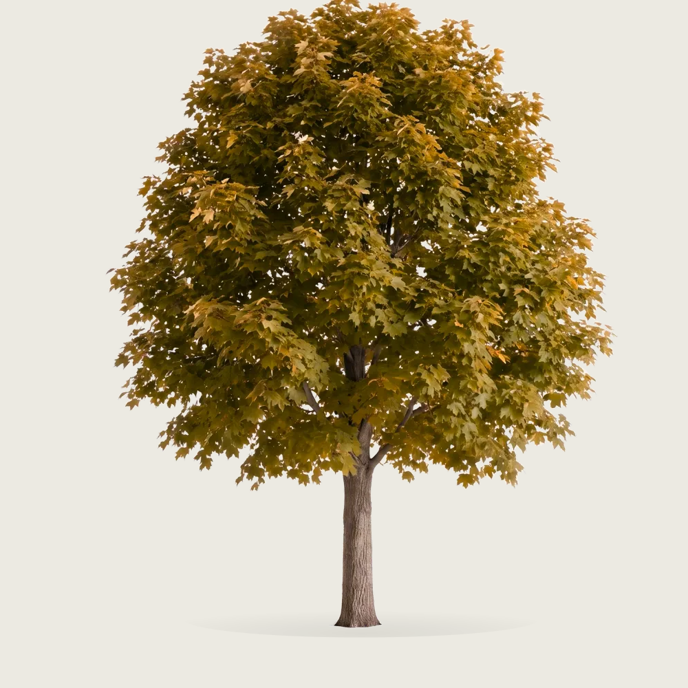 Tree #00033 — Maple