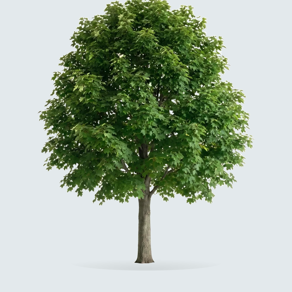 Tree #00324