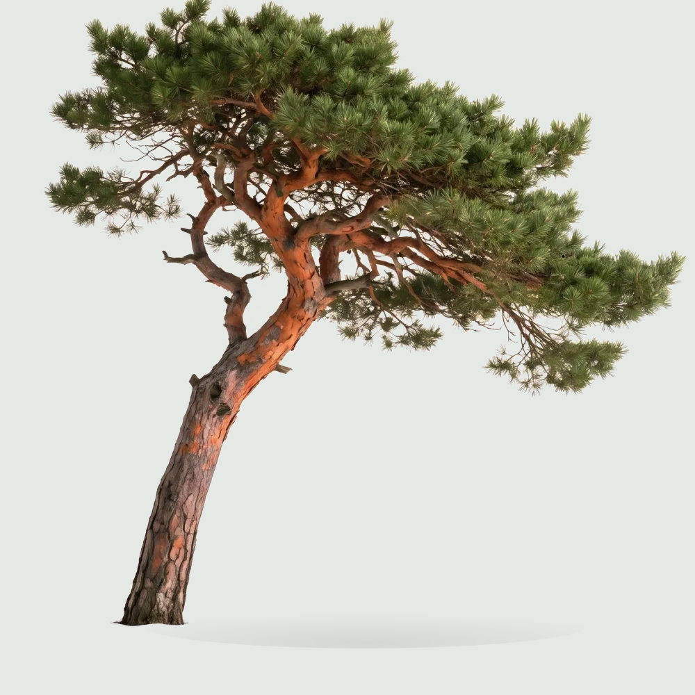 Tree #00325