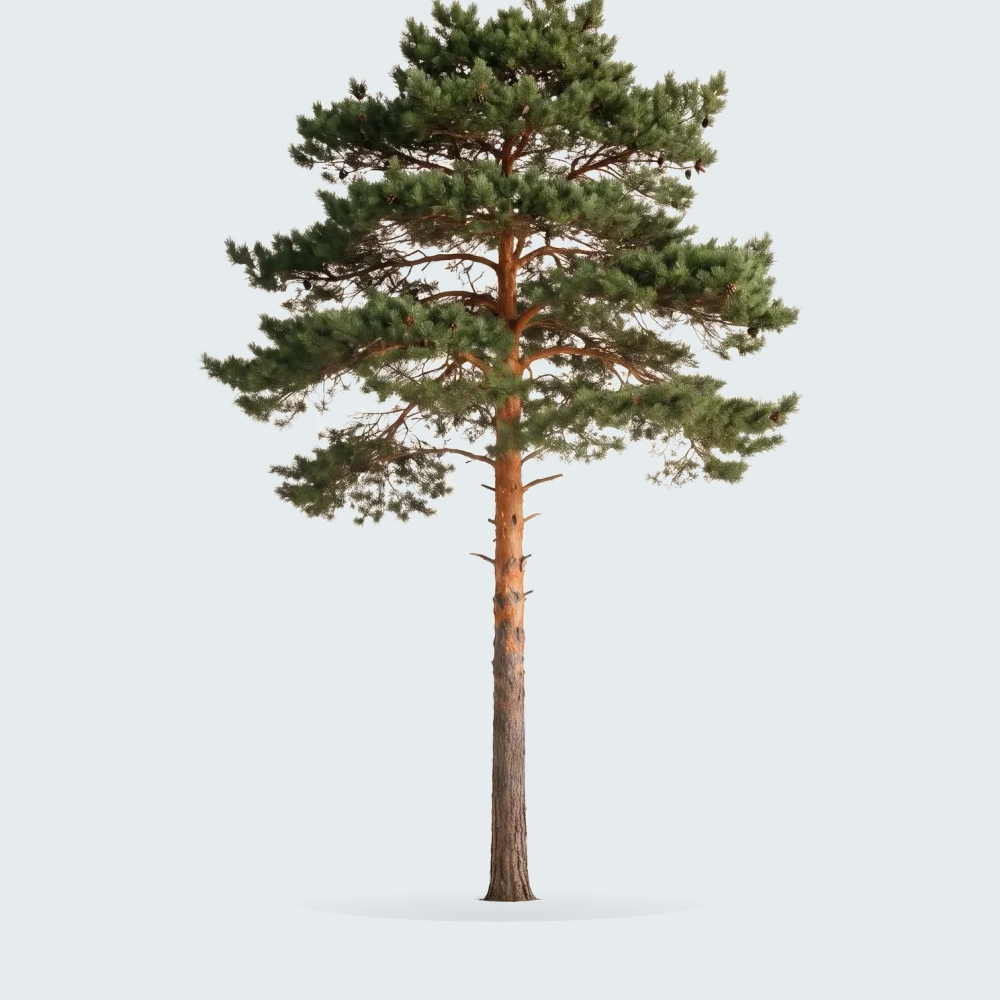 Tree #00328