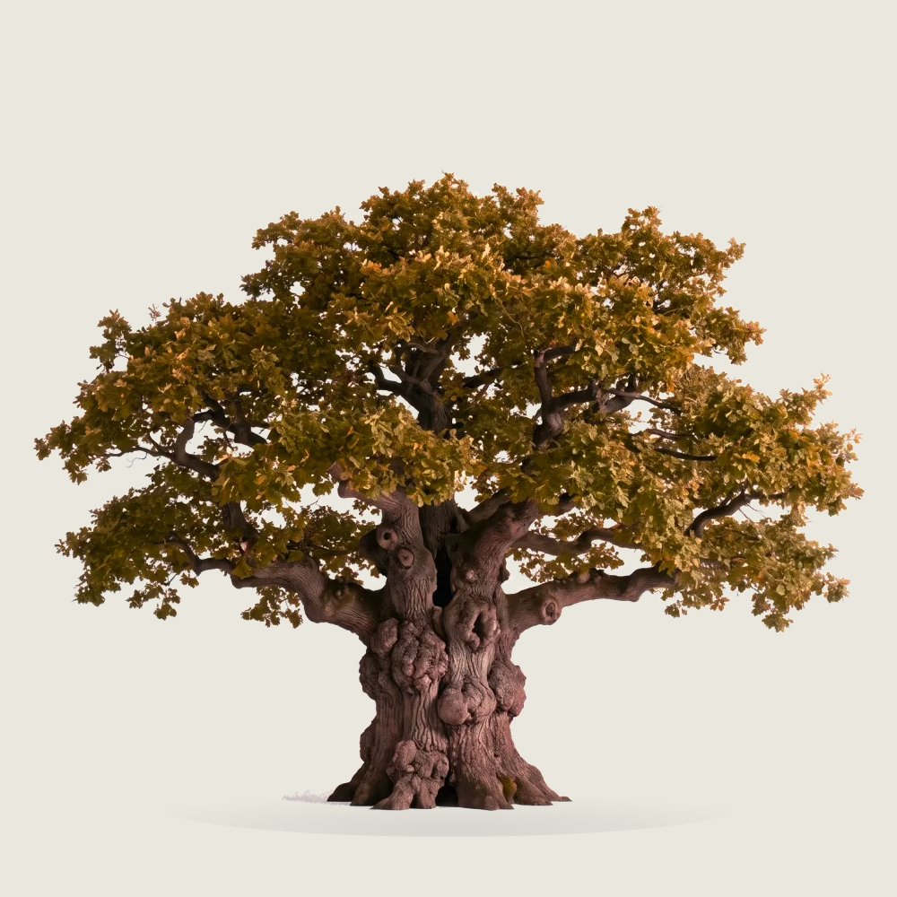 Tree #00333