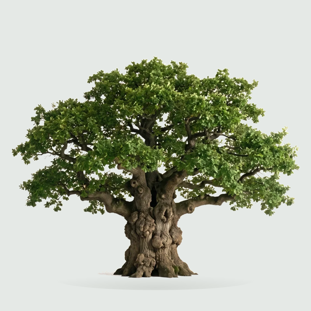 Tree #00334