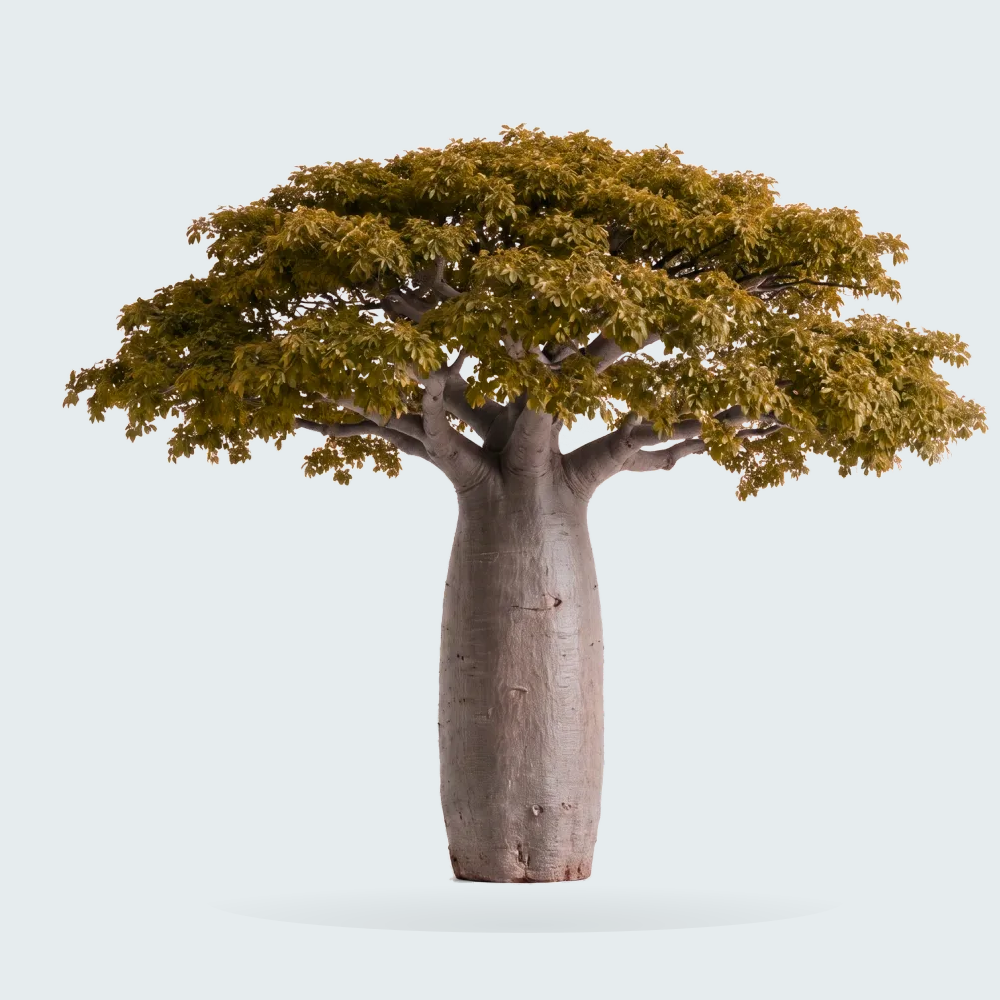 Tree #00335