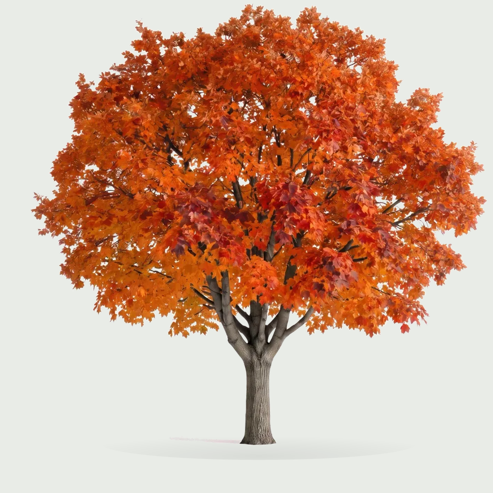Tree #00338