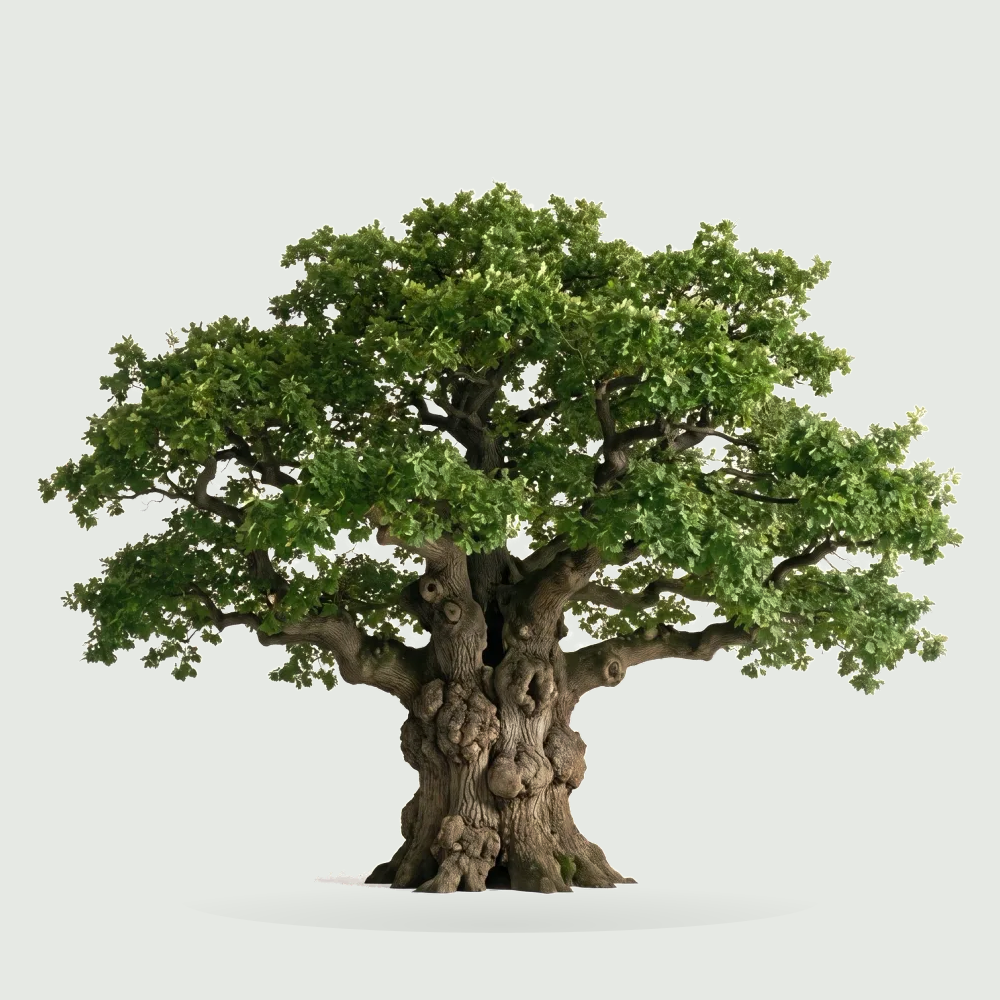 Tree #00339