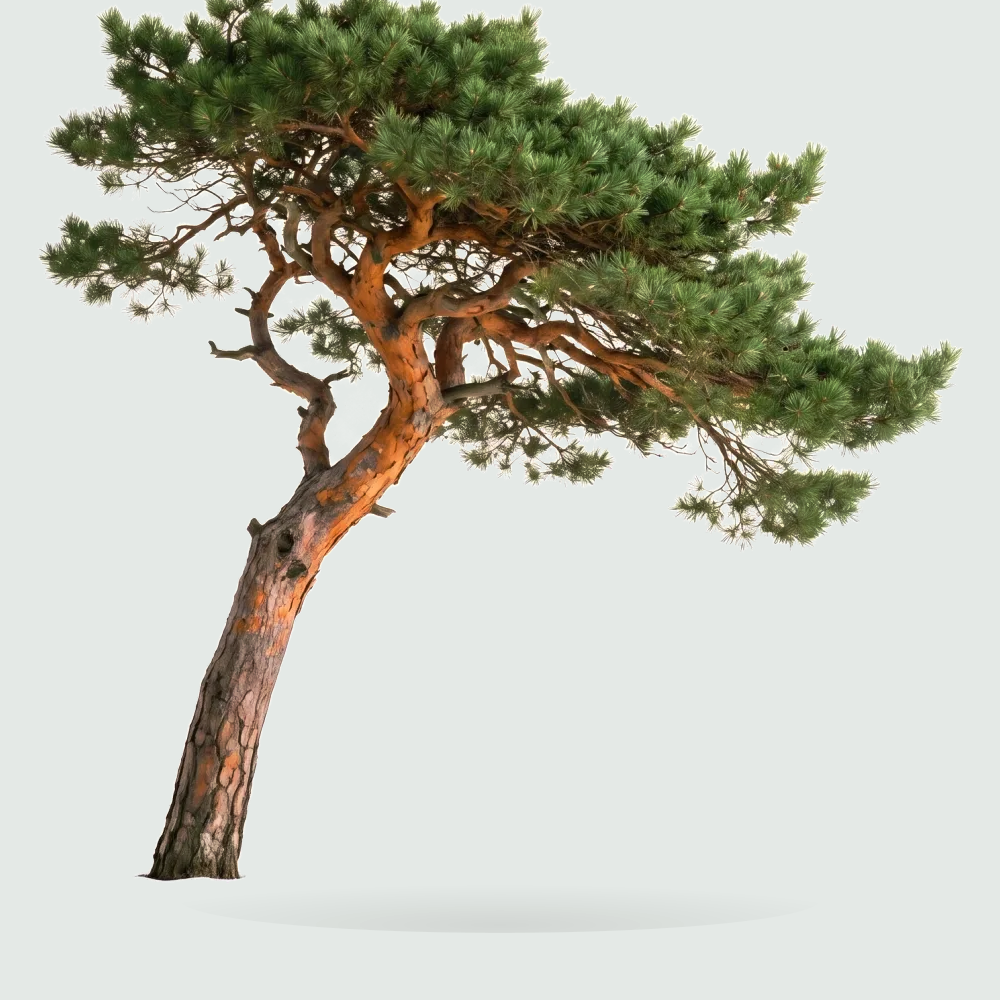 Tree #00035 — Pine