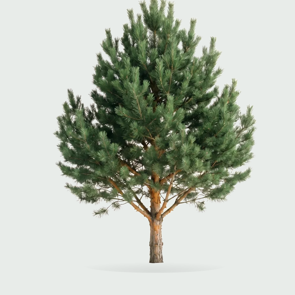 Tree #00341