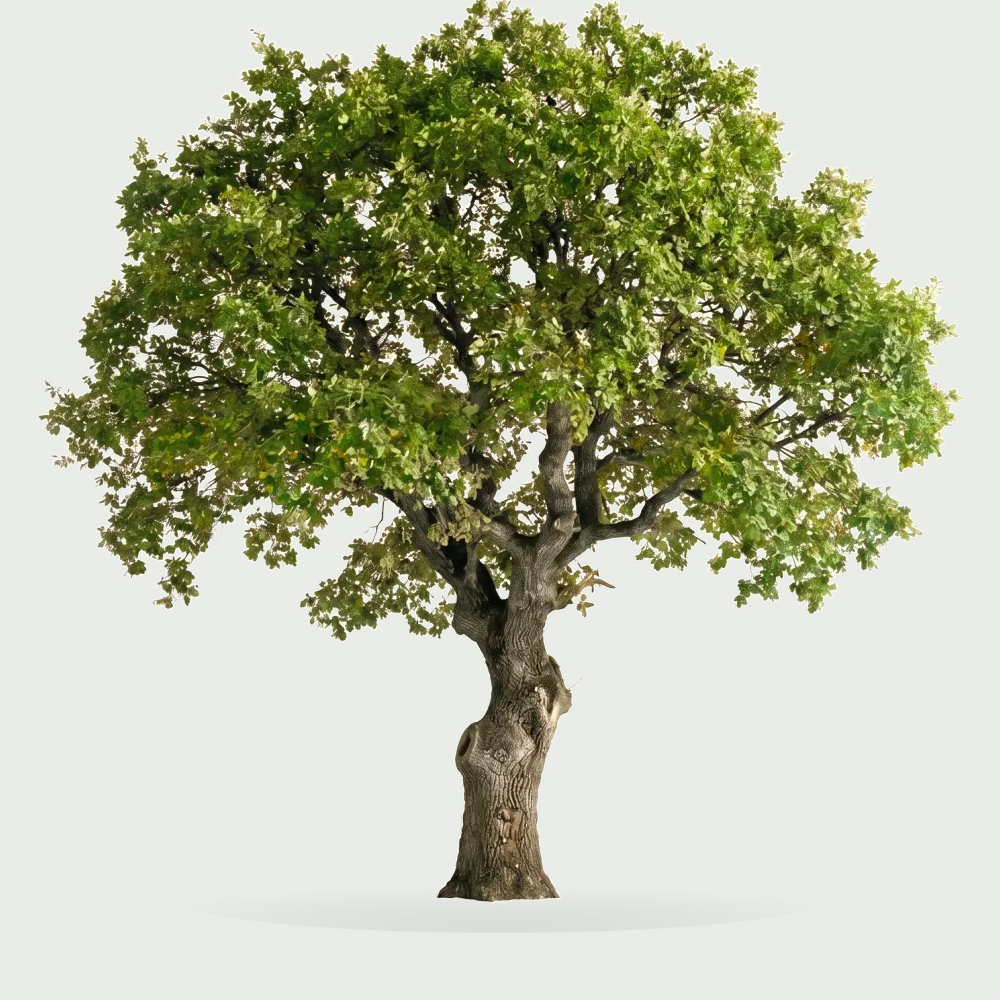 Tree #00342