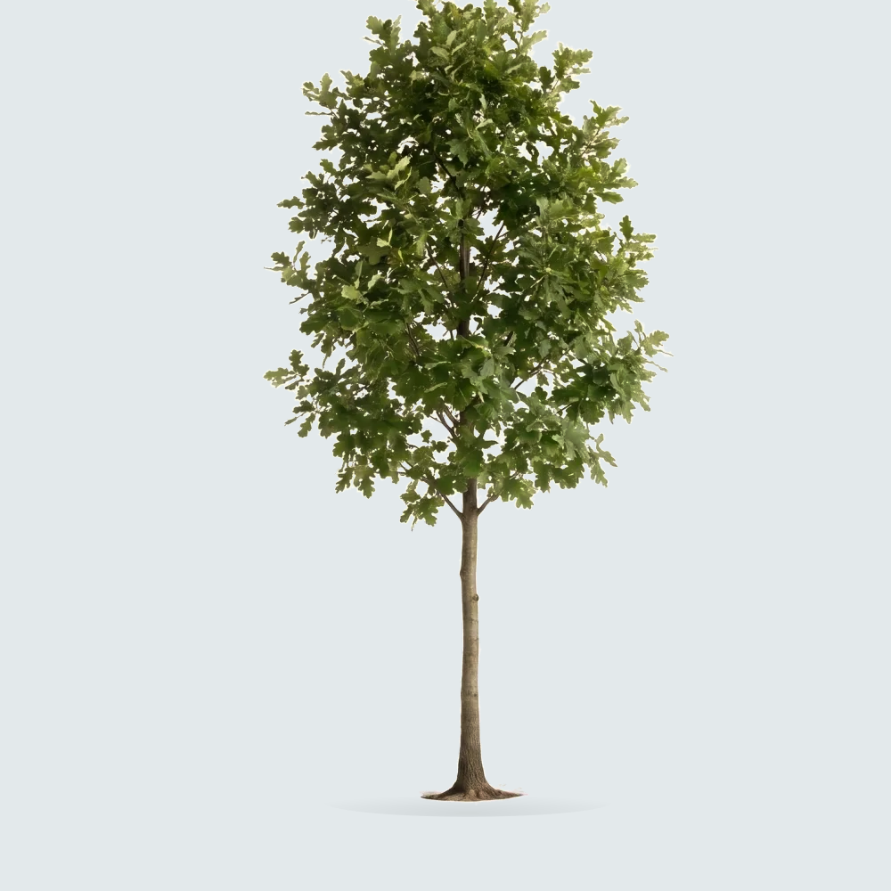 Tree #00346