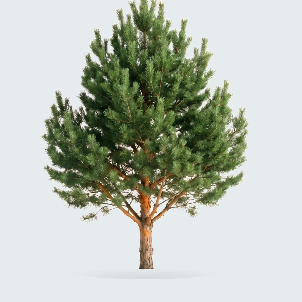 Tree #00348