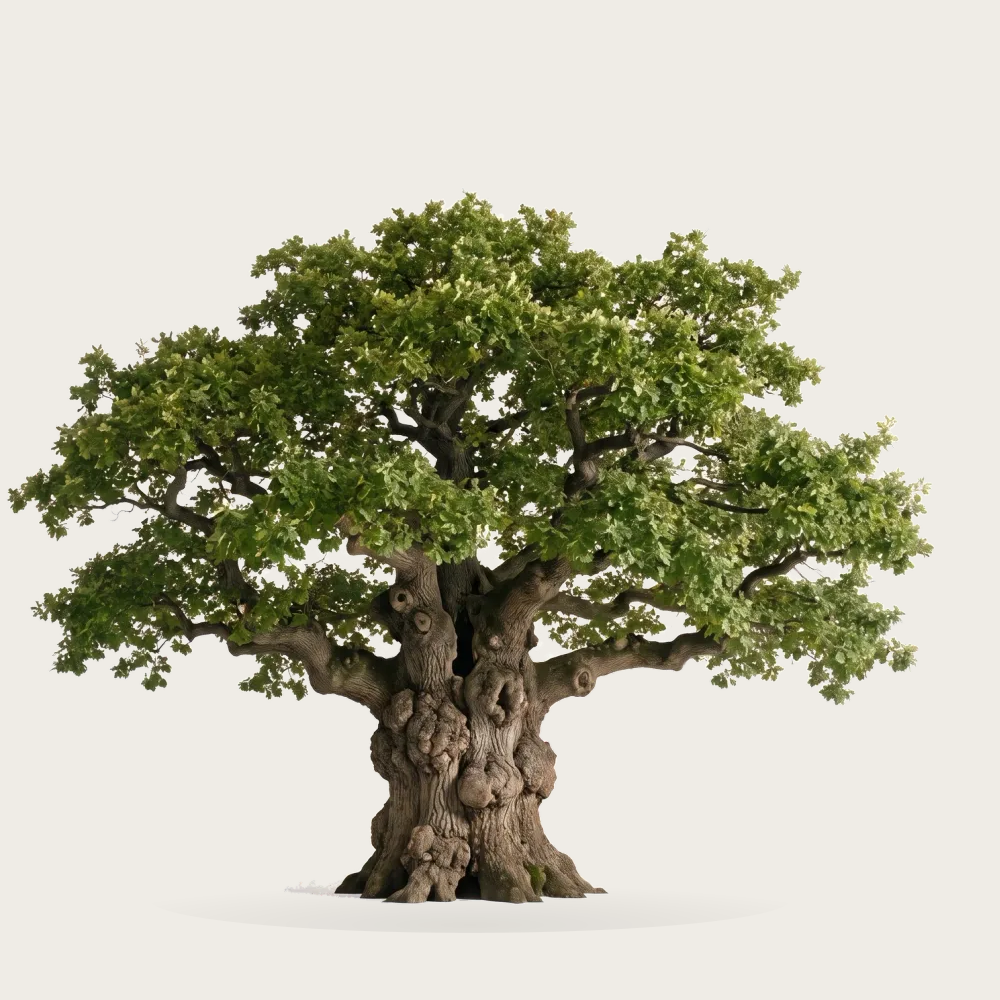 Tree #00352