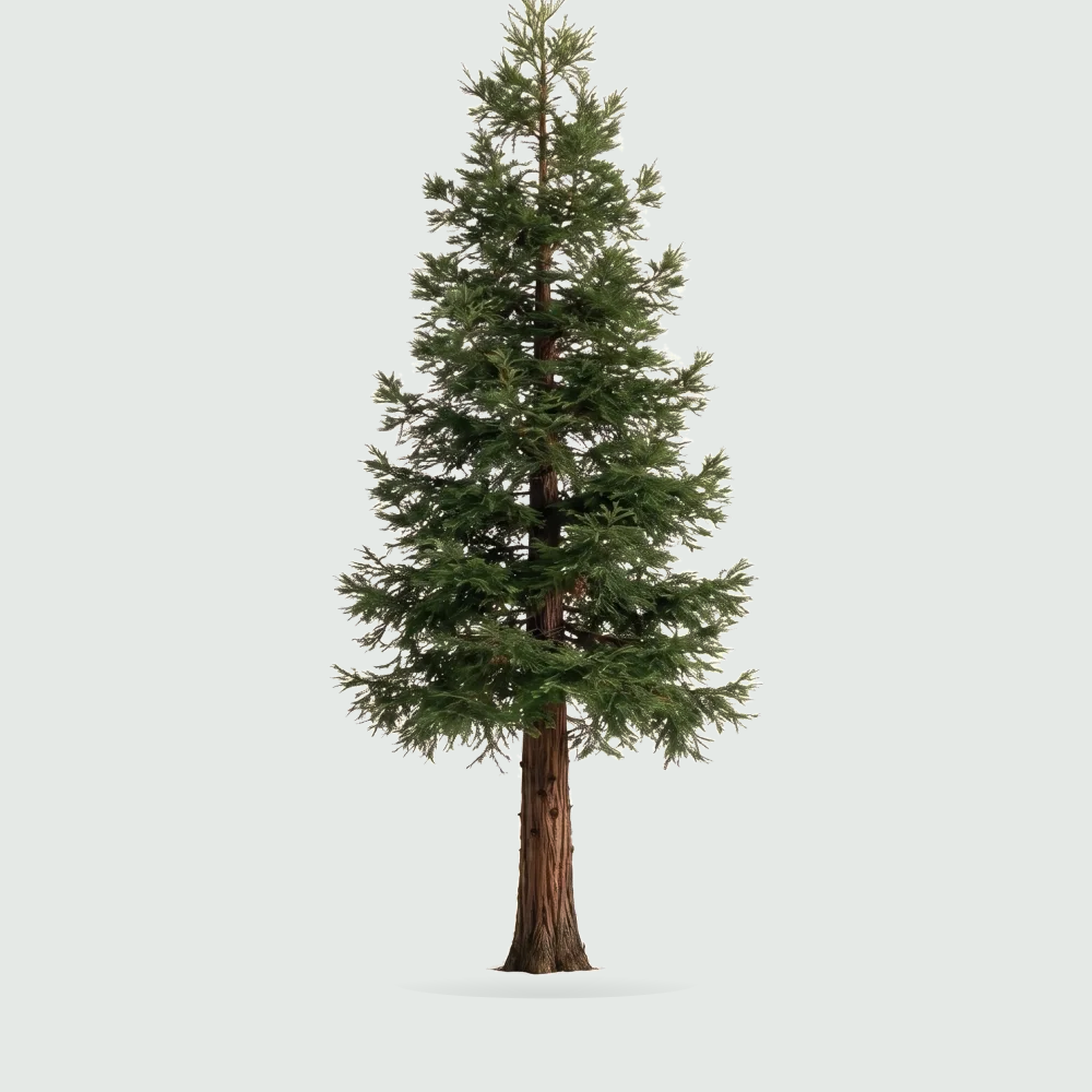 Tree #00360