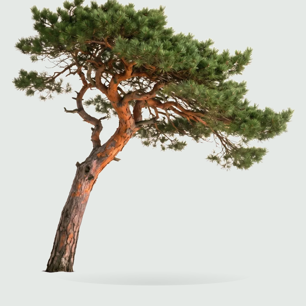 Tree #00361