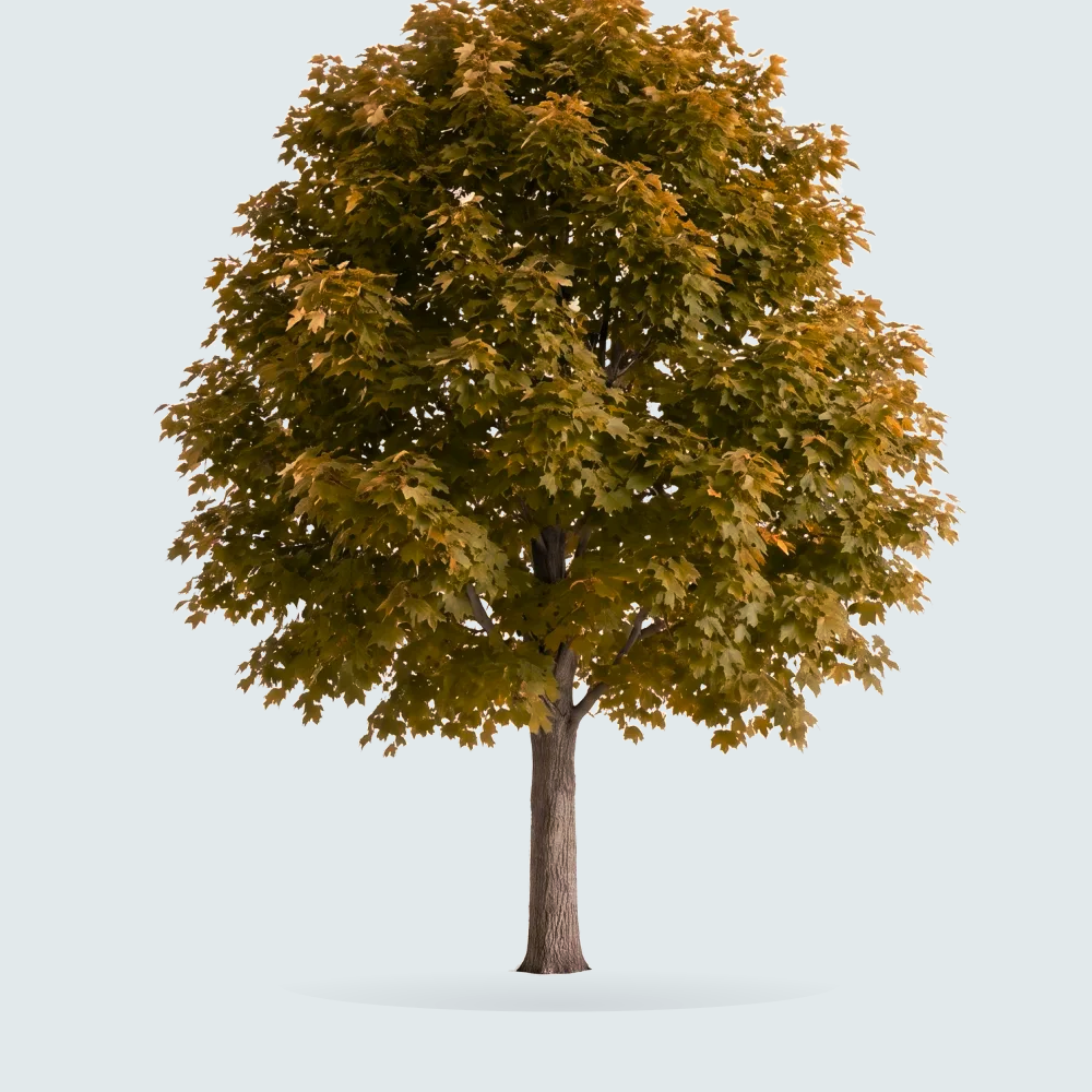 Tree #00366