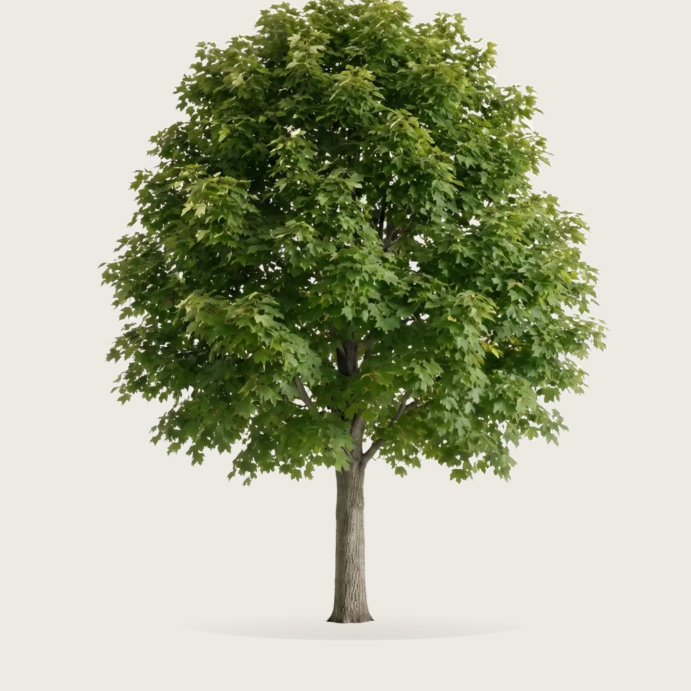 Tree #00368
