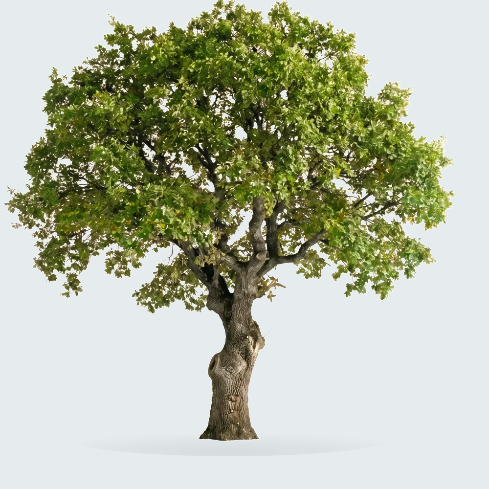 Tree #00369
