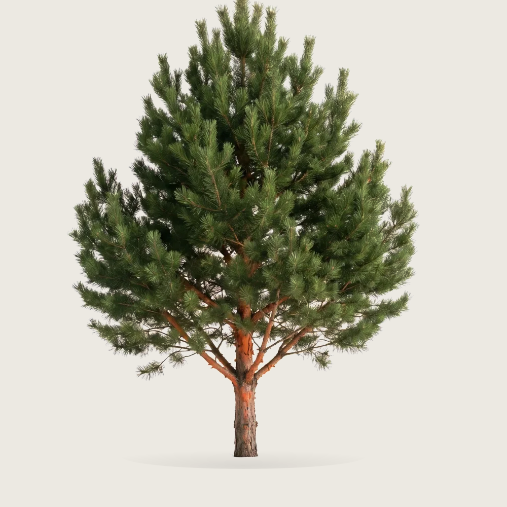 Tree #00038 — Pine
