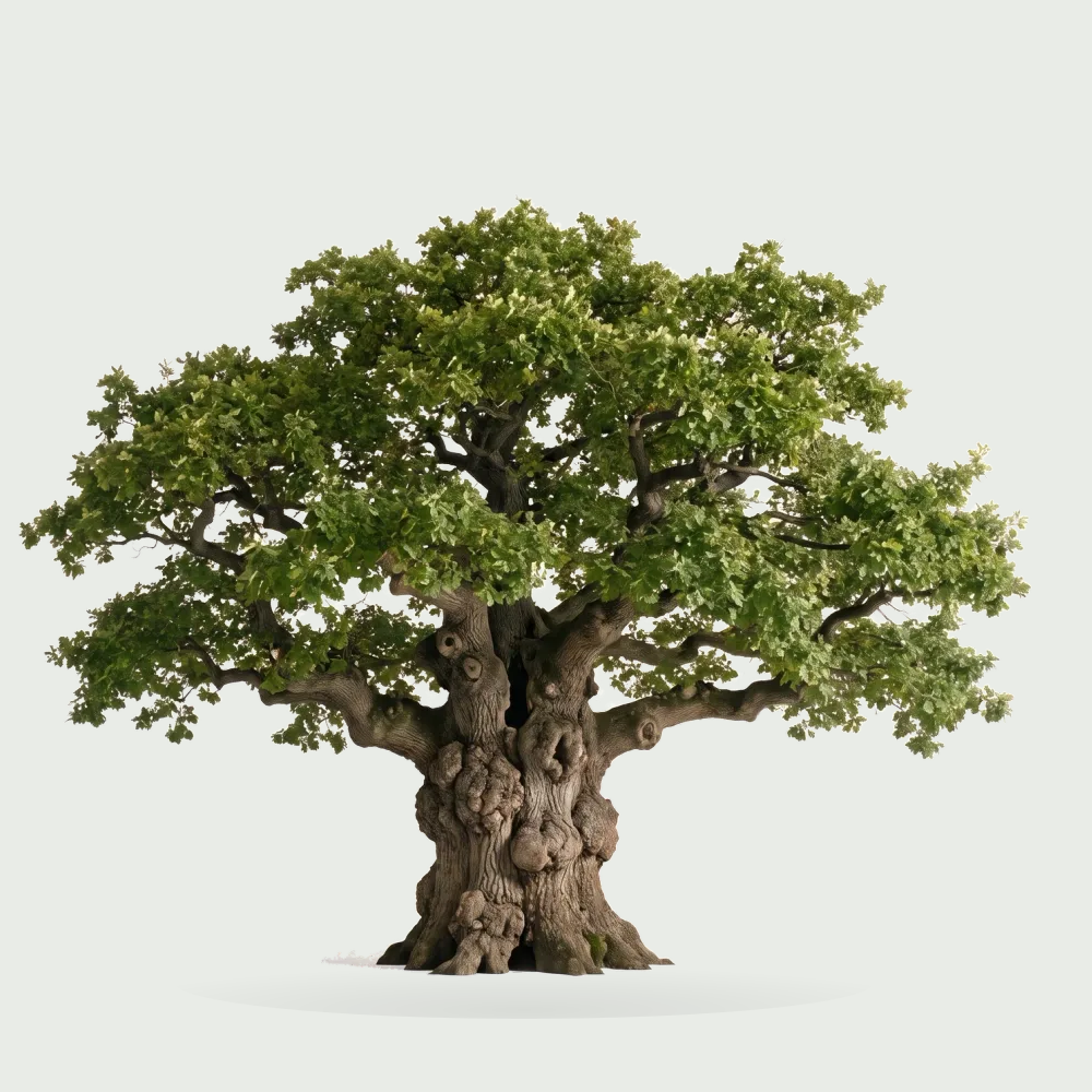 Tree #00372
