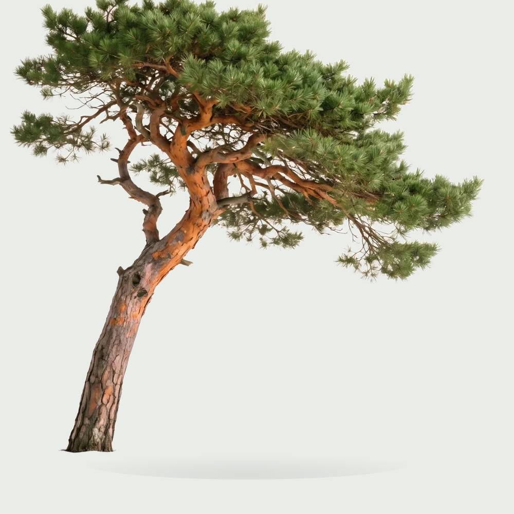 Tree #00373