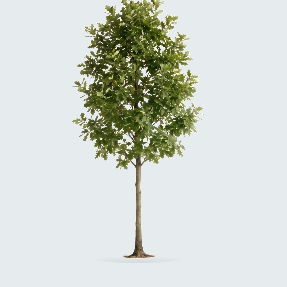 Tree #00375