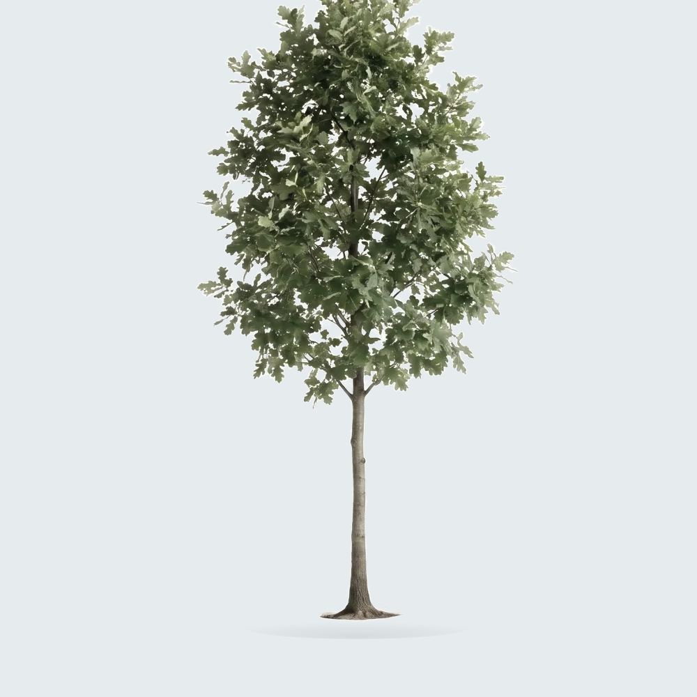 Tree #00376