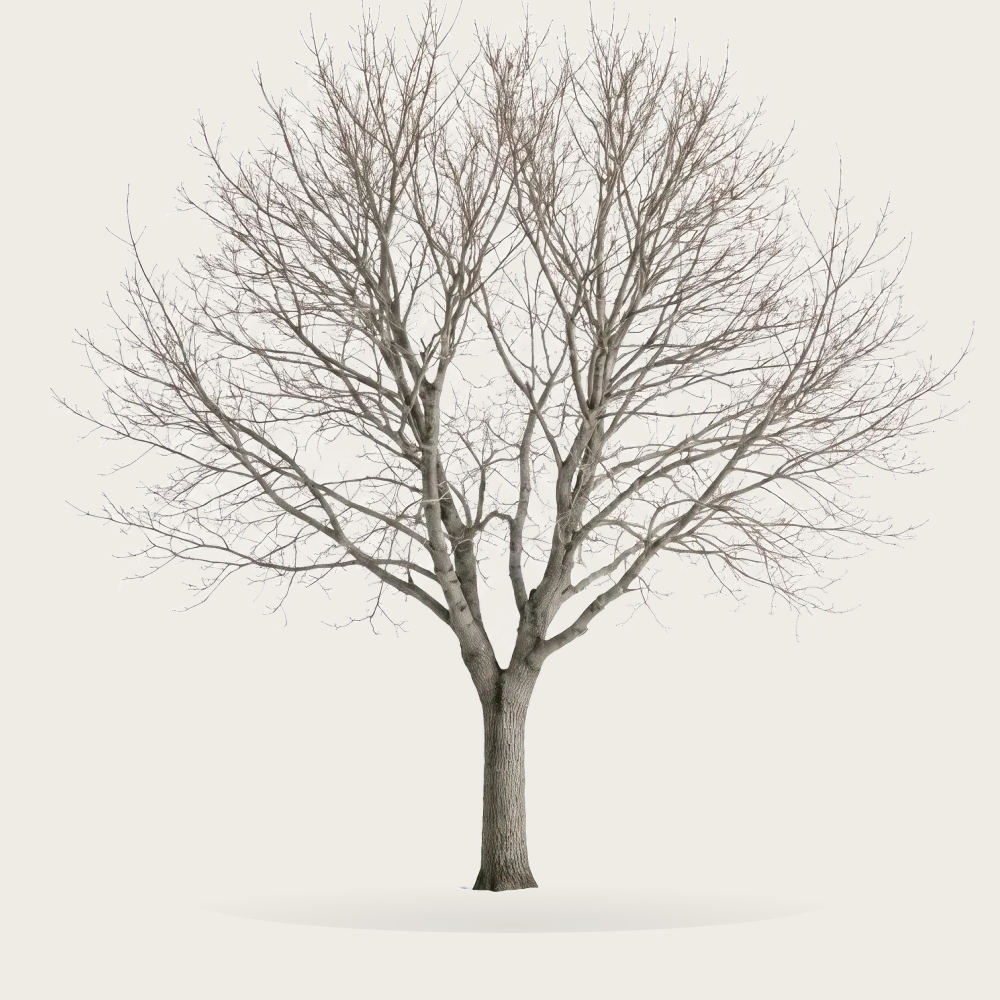 Tree #00380