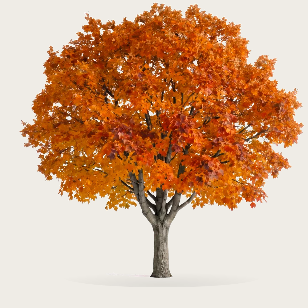 Tree #00381