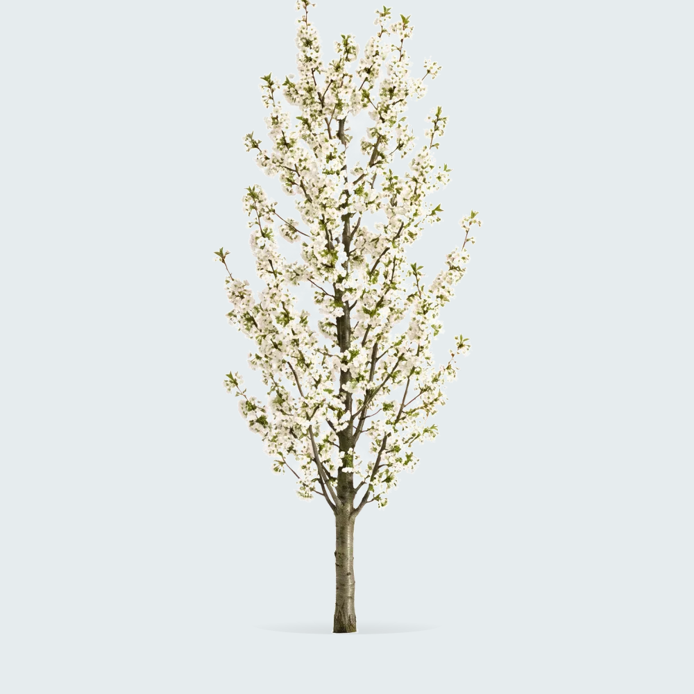 Tree #00385