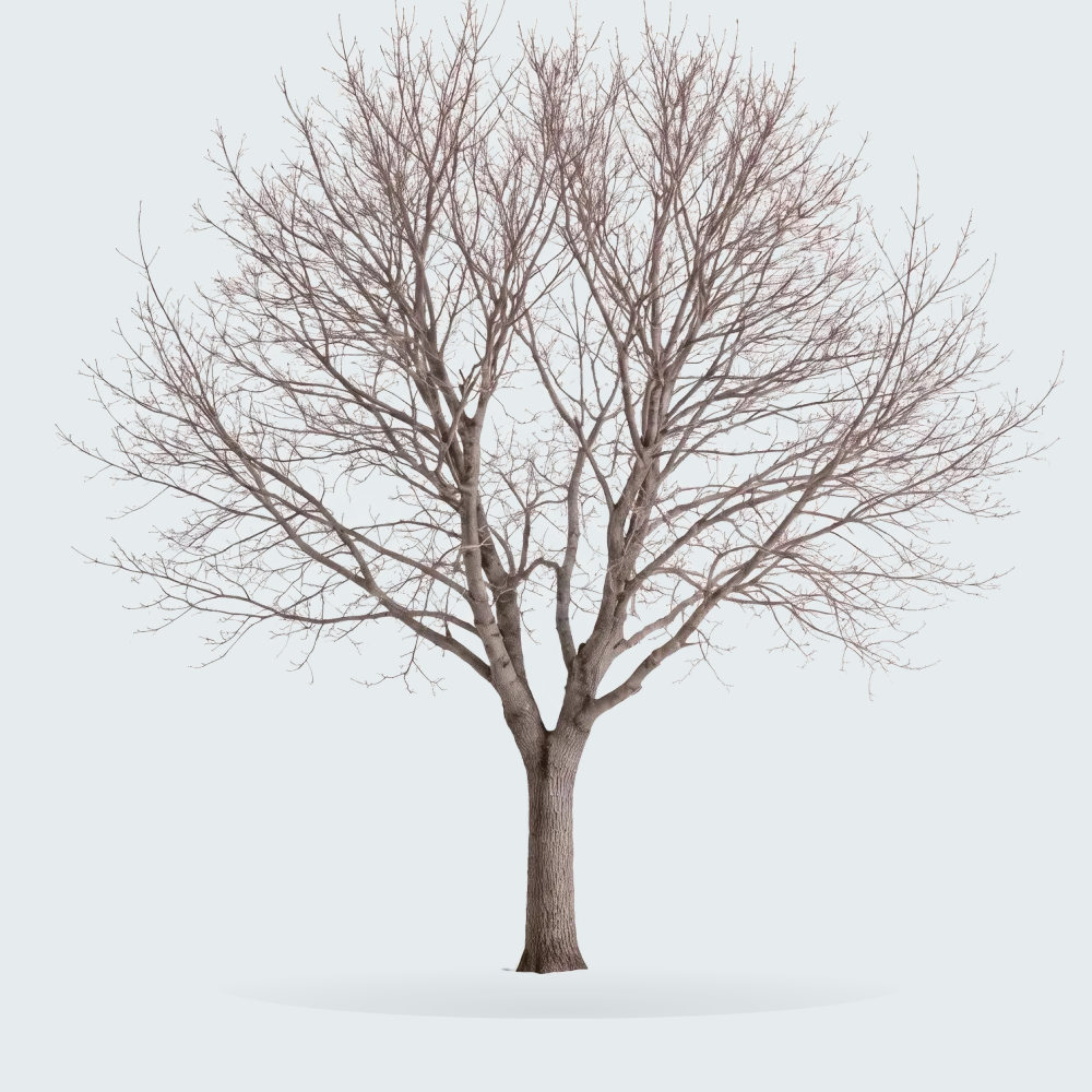 Tree #00390