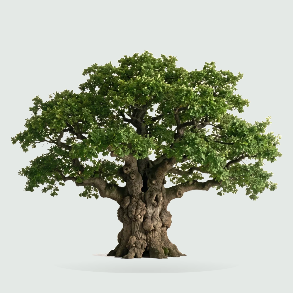 Tree #00040 — Oak