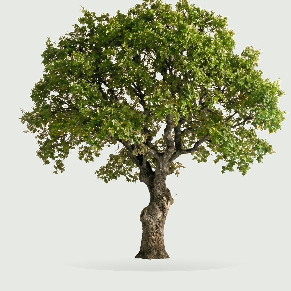 Tree #00396