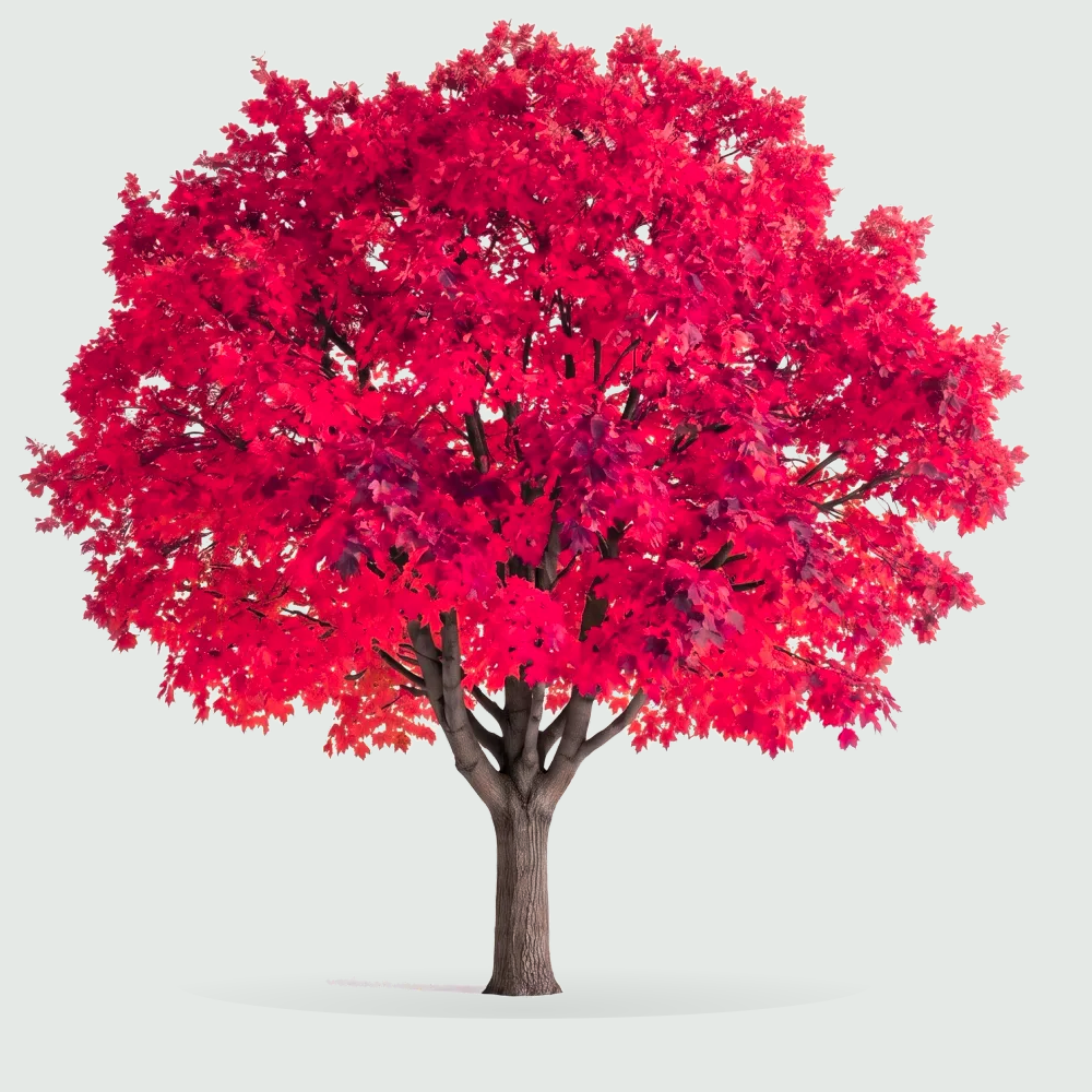 Tree #00397