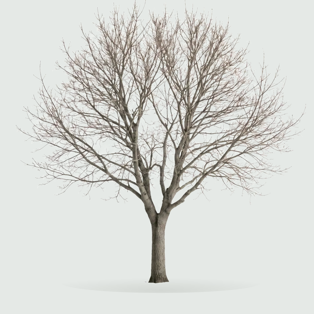 Tree #00398