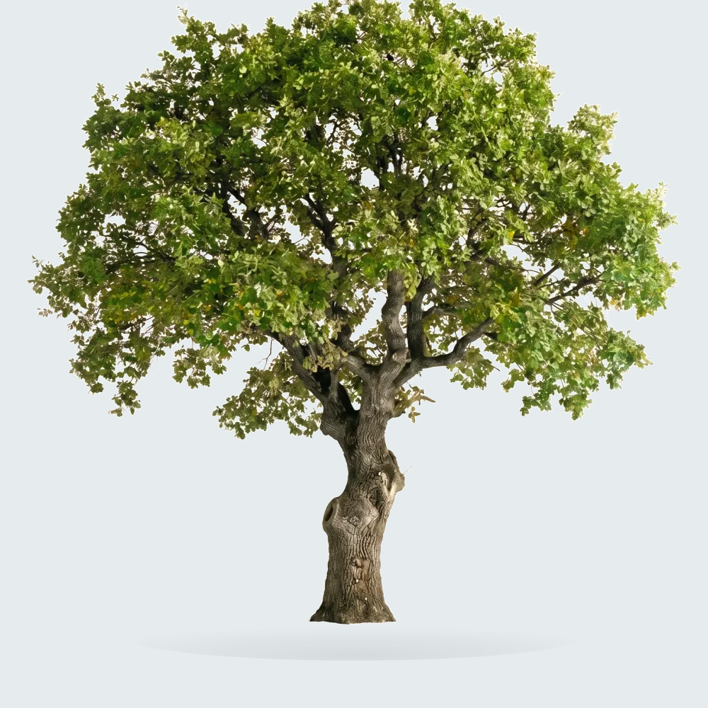 Tree #00005 — Oak