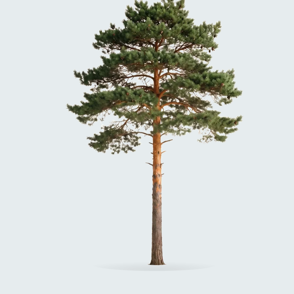Tree #00041 — Pine