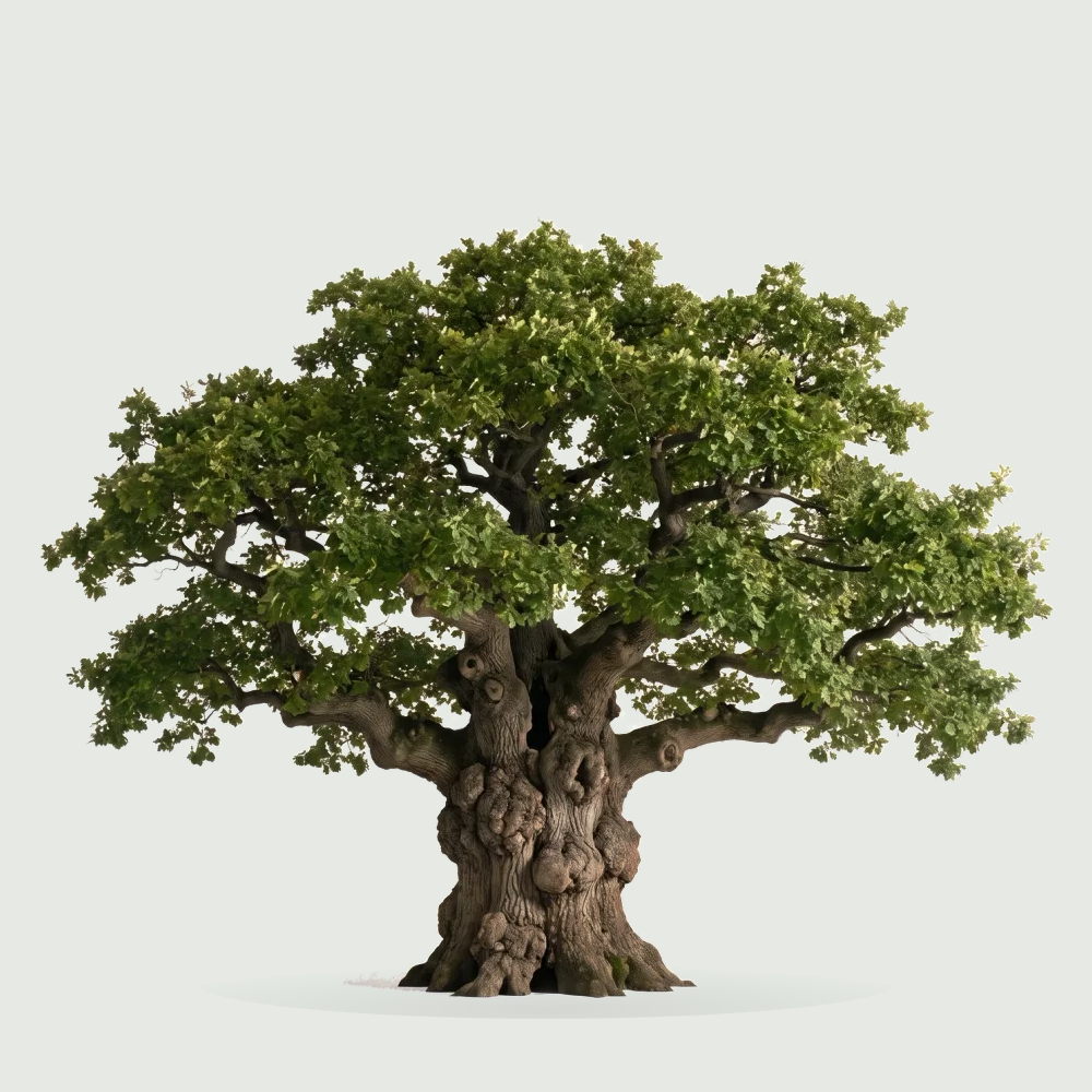 Tree #00402