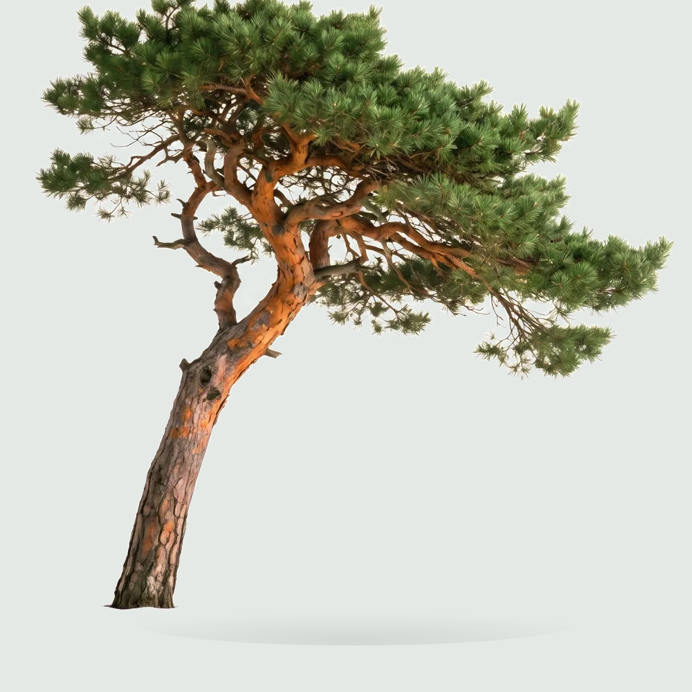 Tree #00405