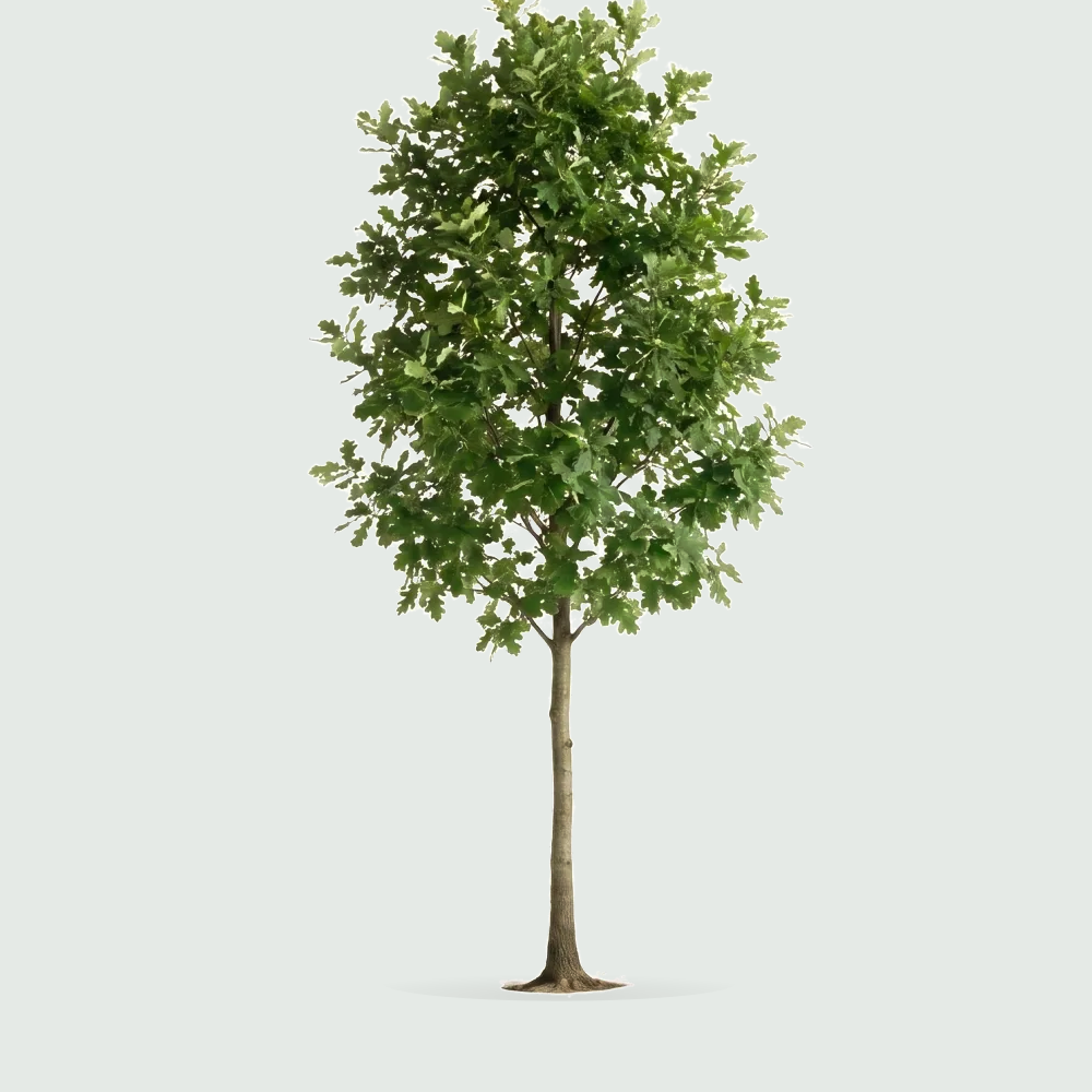 Tree #00407
