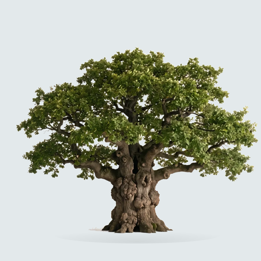 Tree #00042 — Oak