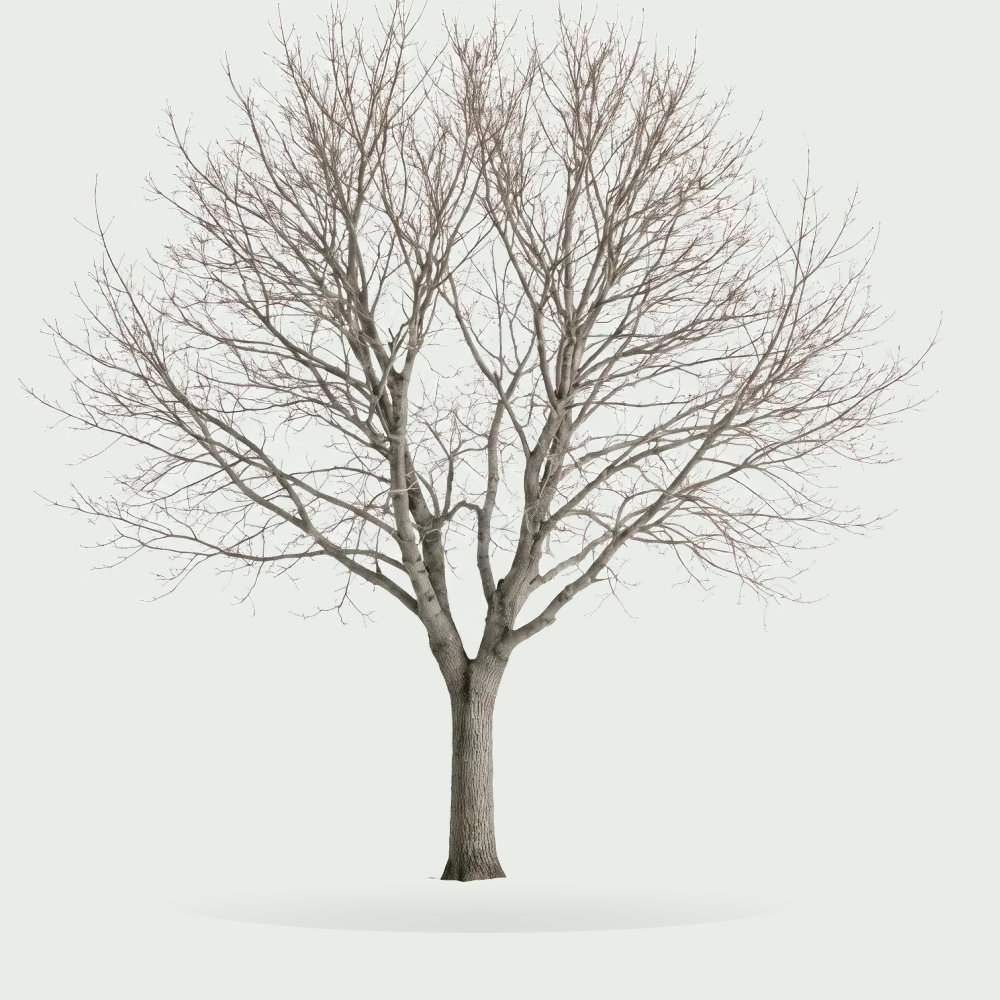 Tree #00411