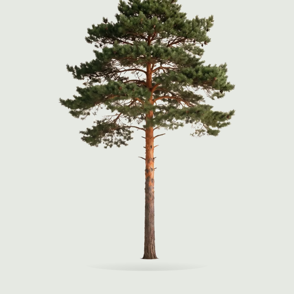 Tree #00416