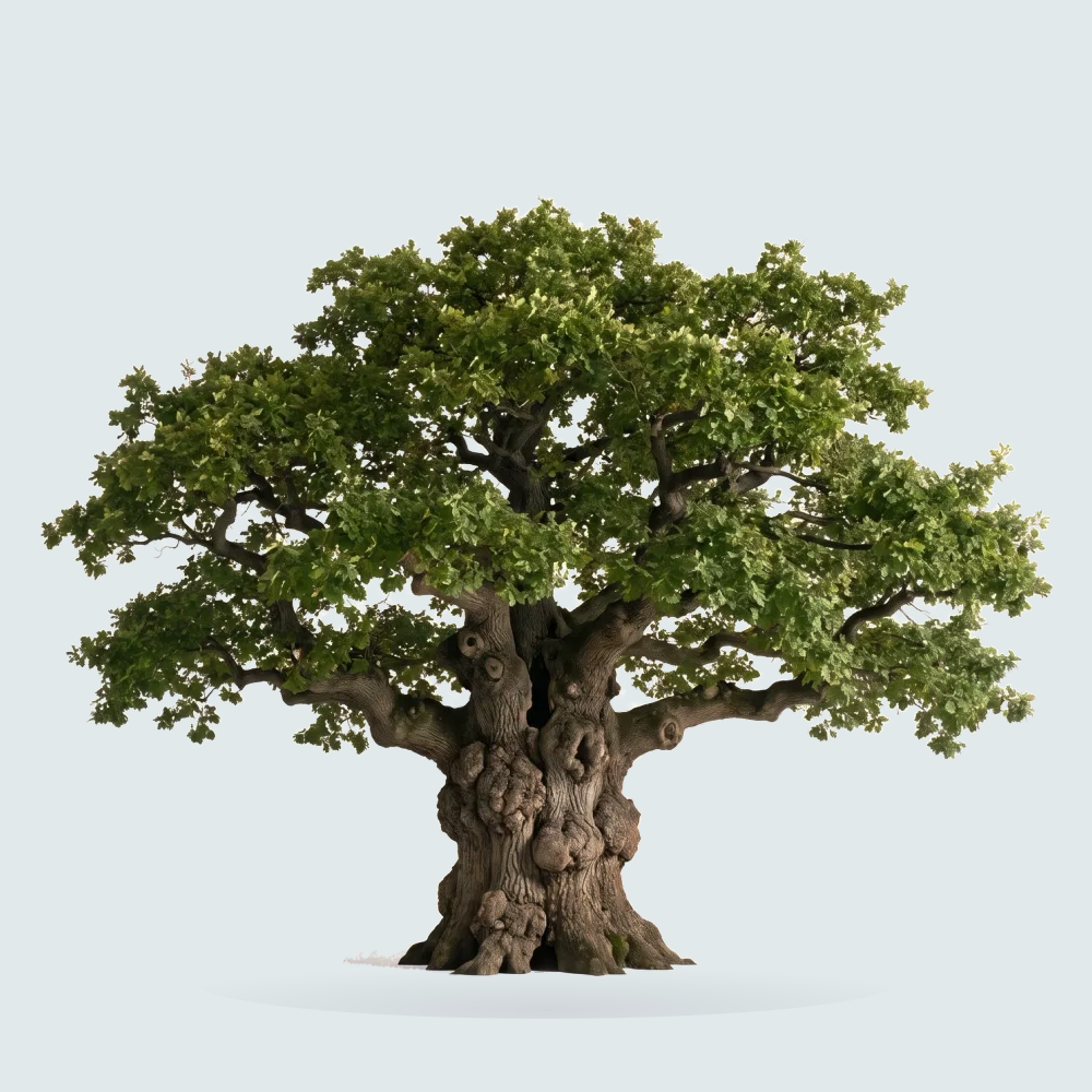 Tree #00417