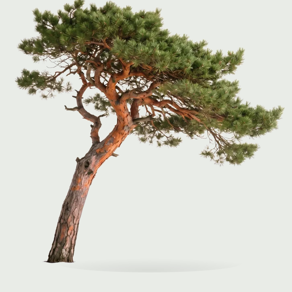 Tree #00419